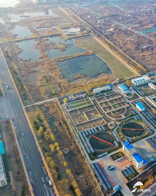 夏津人工濕地 污水處理廠尾水的“生態凈化器”