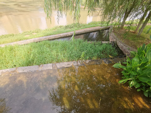 城市綠肺 人工濕地公園的生態智慧與未來展望